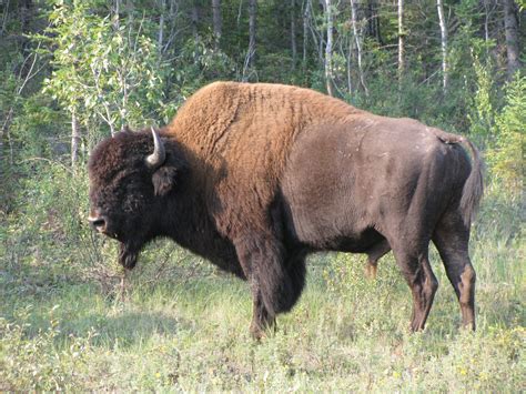 Wild Wood Buffalo Novibet